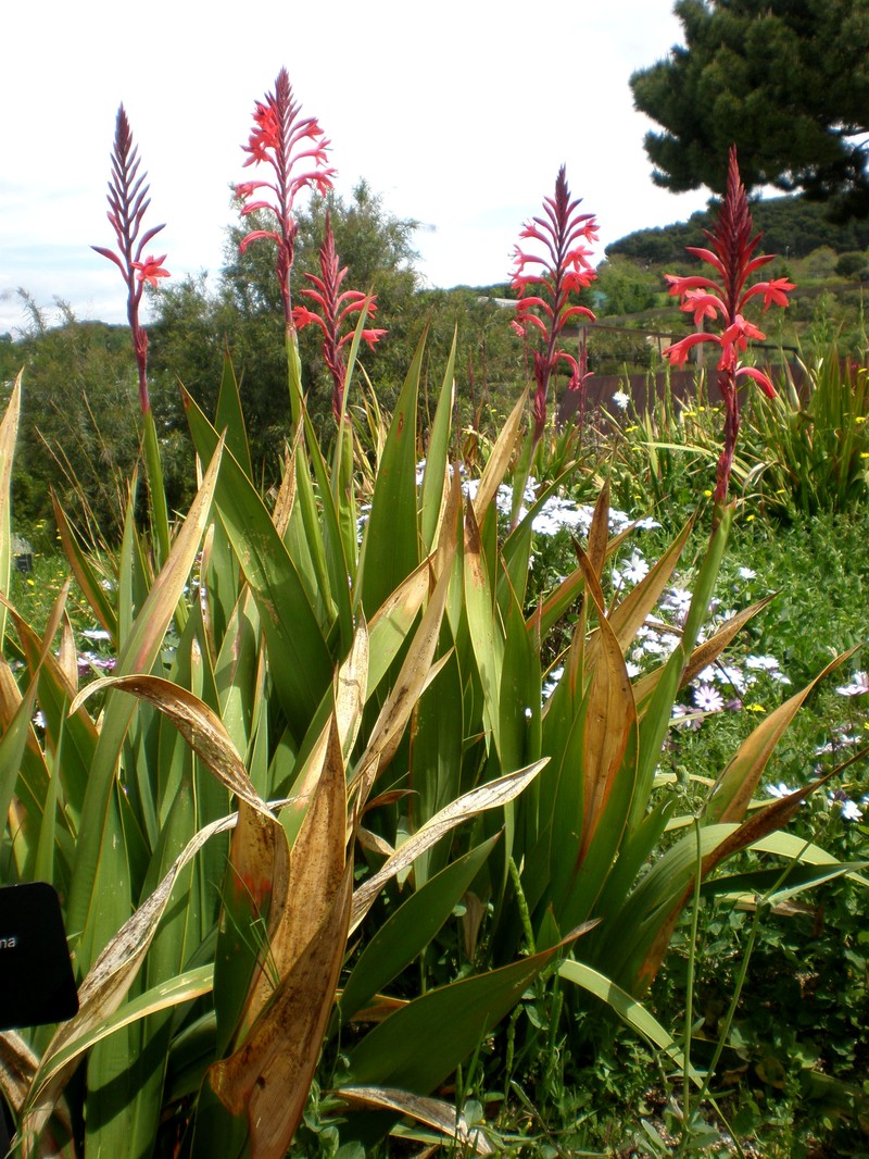 Bulbil Bugle-Lily photo 2