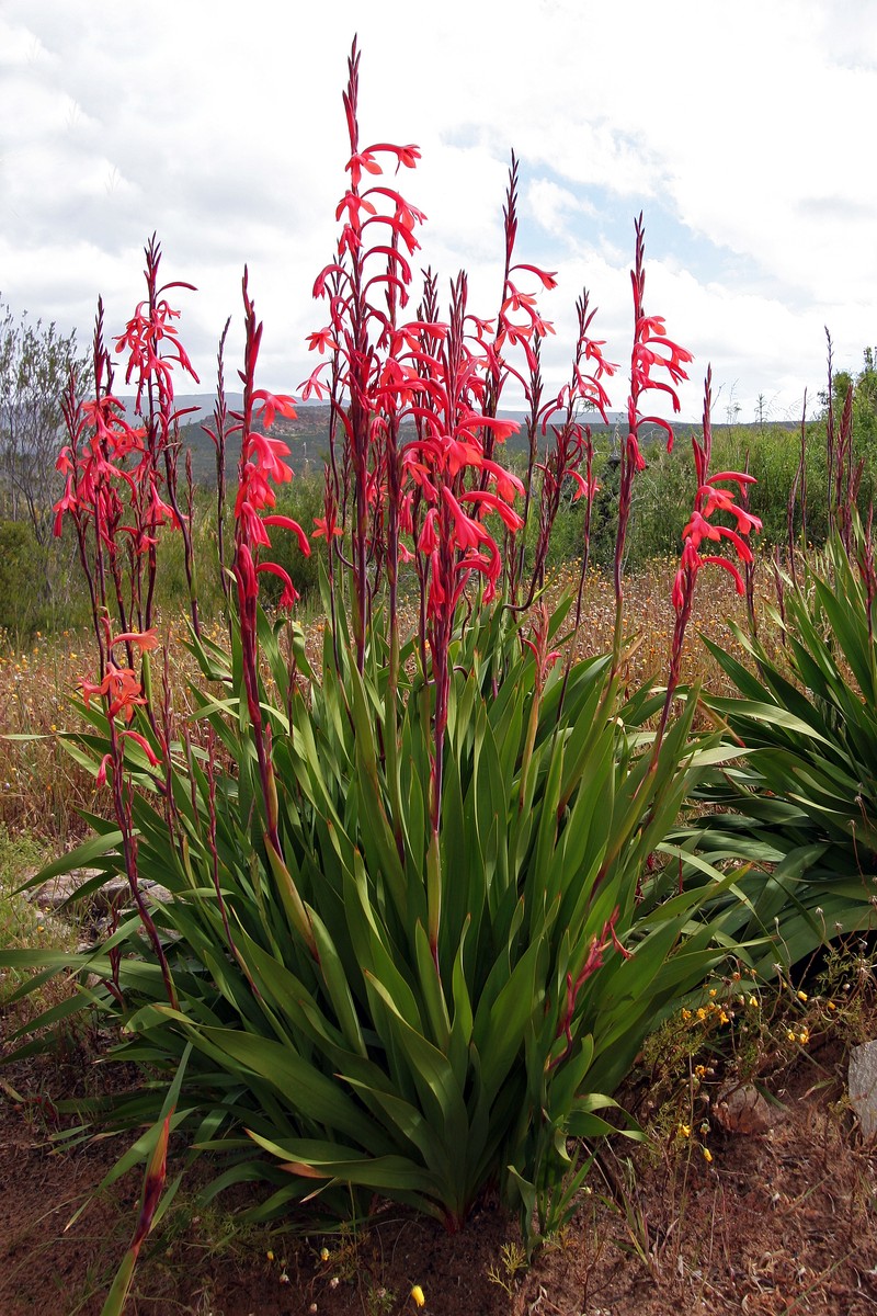 Bulbil Bugle-Lily photo 3