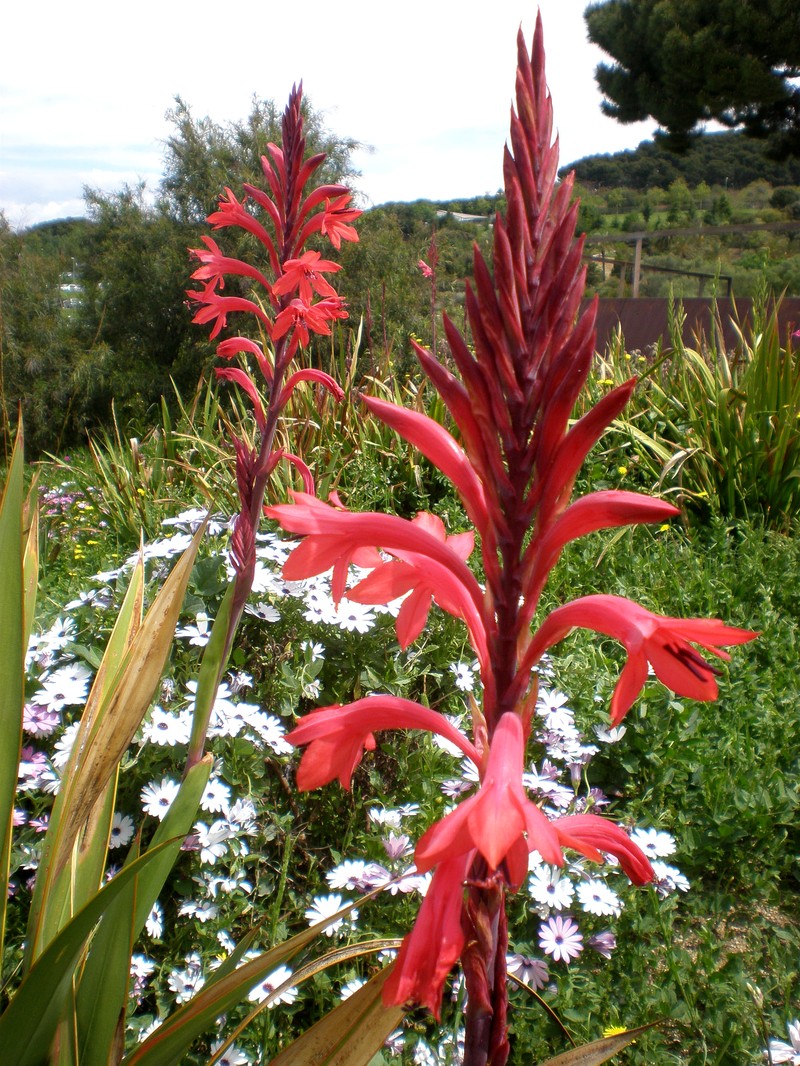 Bulbil Bugle-Lily photo 4