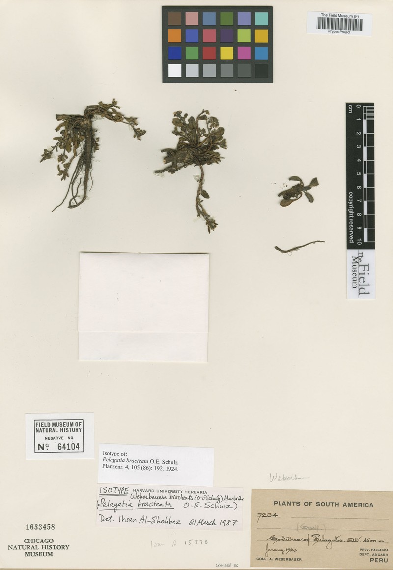 Weberbauera bracteata