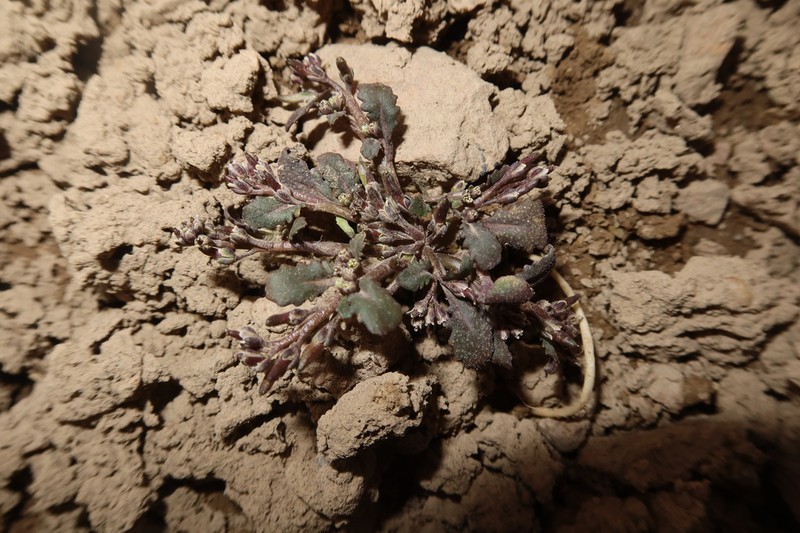 Weberbauera herzogii