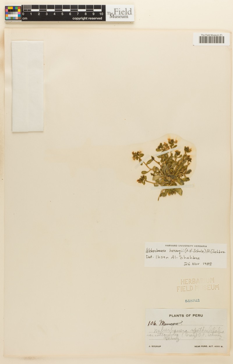 Weberbauera herzogii photo 2