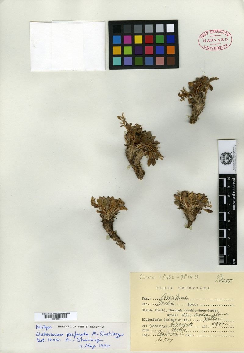 Weberbauera perforata