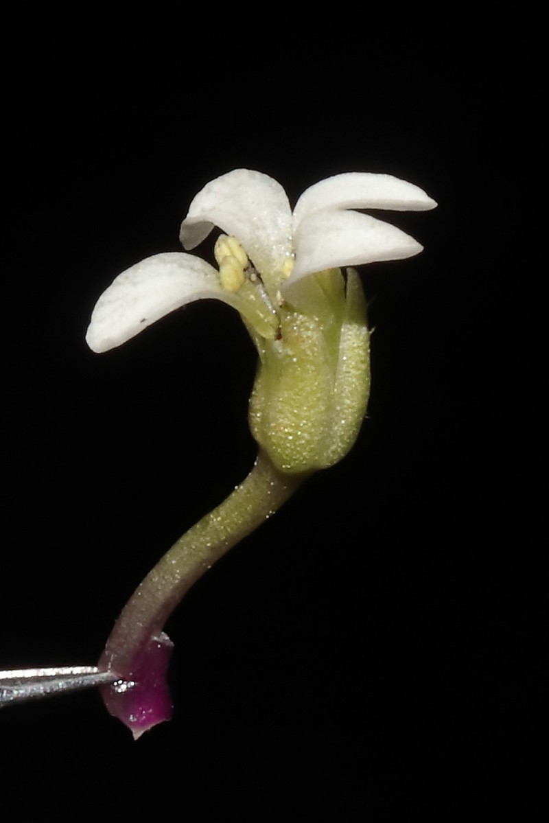Weberbauera rosulans