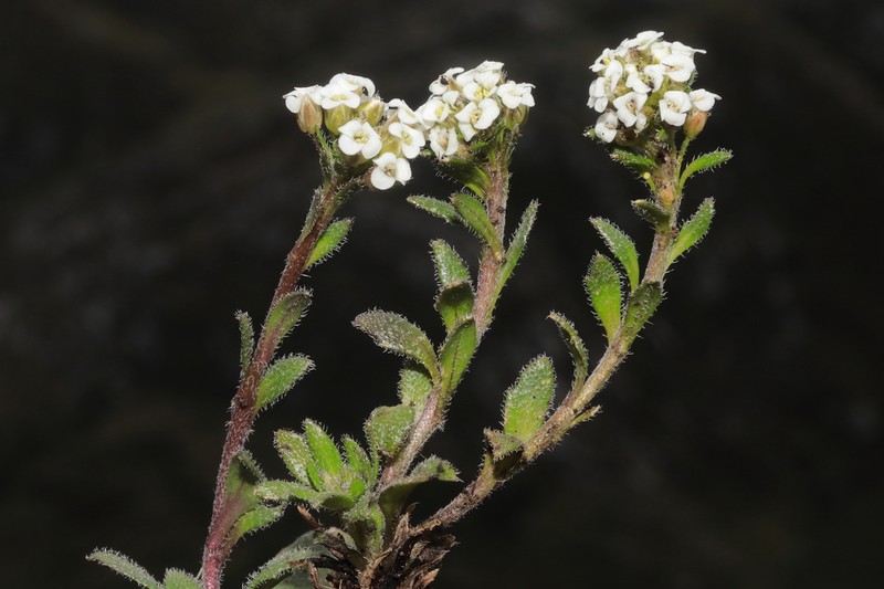 Weberbauera spathulifolia