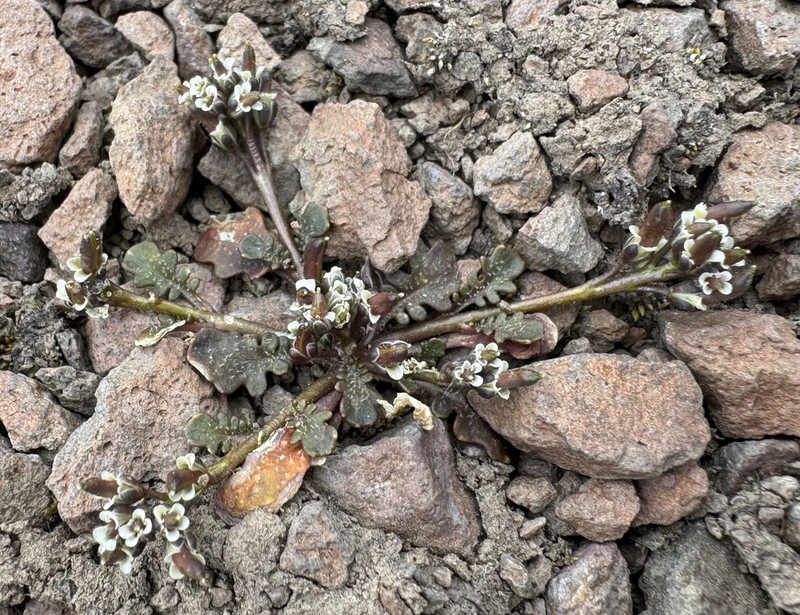 Weberbauera spathulifolia photo 2