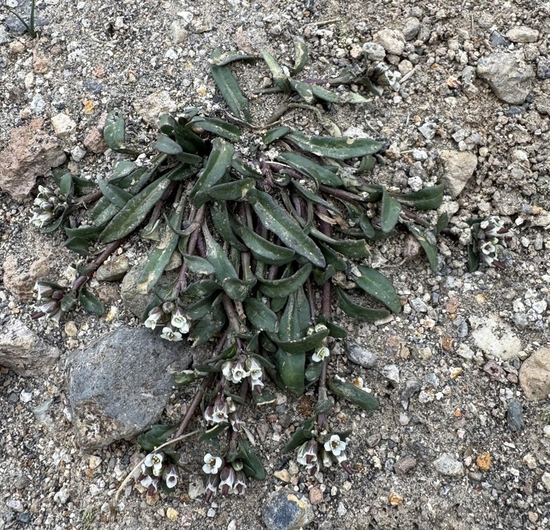 Weberbauera spathulifolia photo 3