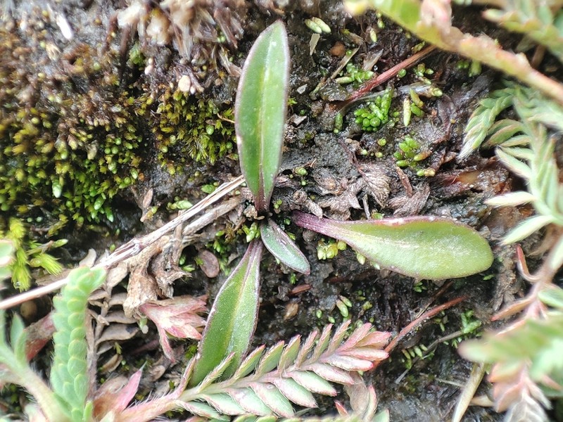 Weberbauera spathulifolia photo 4