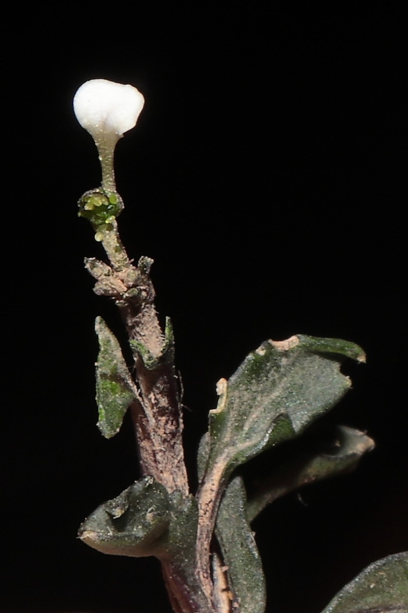 Weberbauera spathulifolia photo 5
