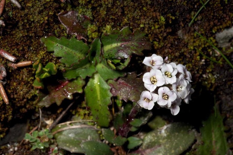 Weberbauera spathulifolia photo 6
