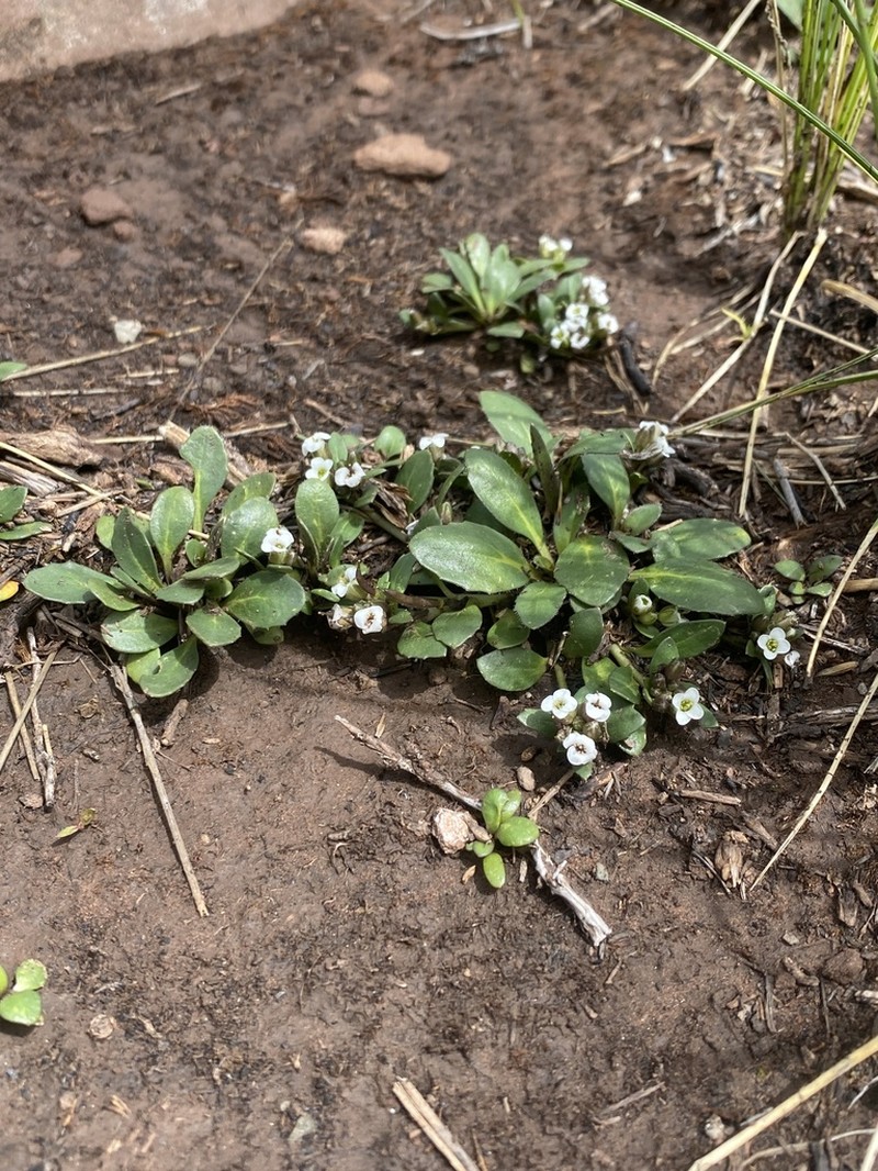 Weberbauera spathulifolia photo 7