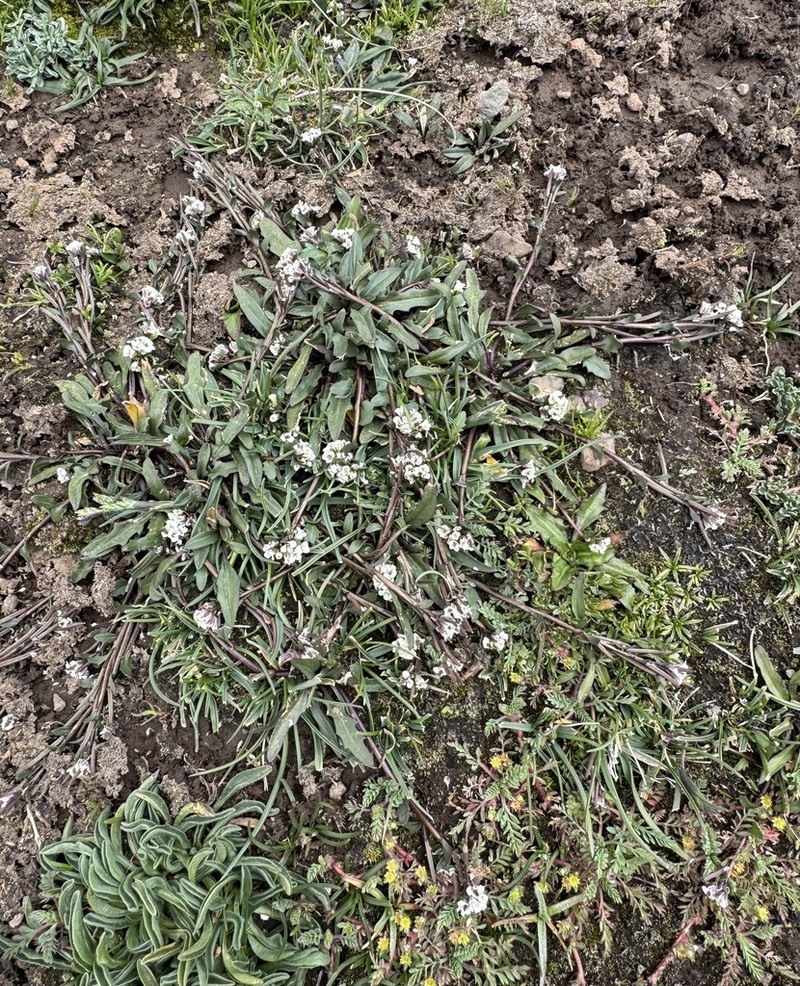Weberbauera spathulifolia photo 8