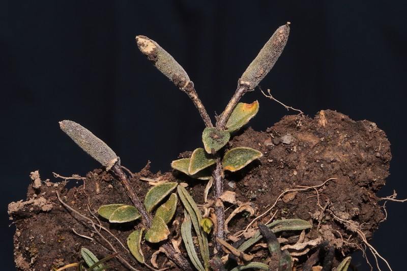 Weberbauera trichocarpa photo 2