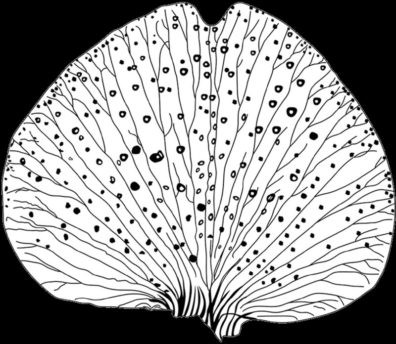 Weberbauerella brongniartioides
