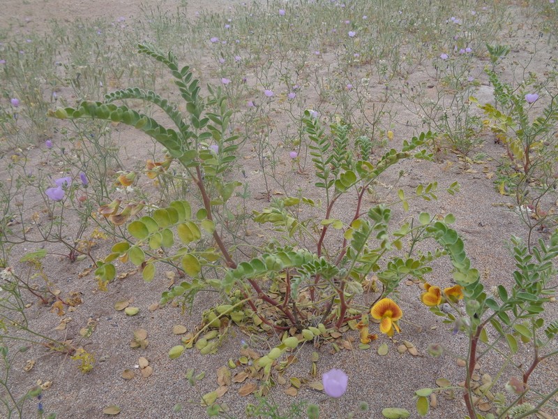 Weberbauerella brongniartioides photo 3