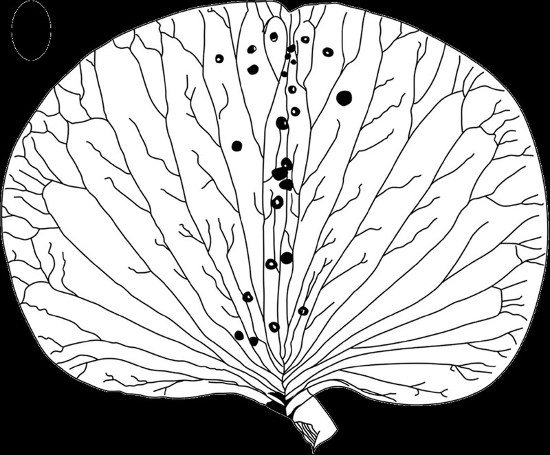 Weberbauerella raimondiana