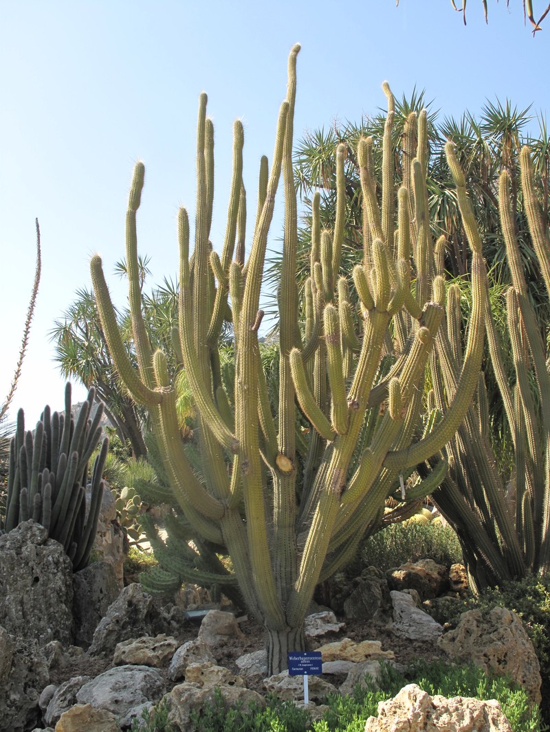 Weberbauerocereus albus