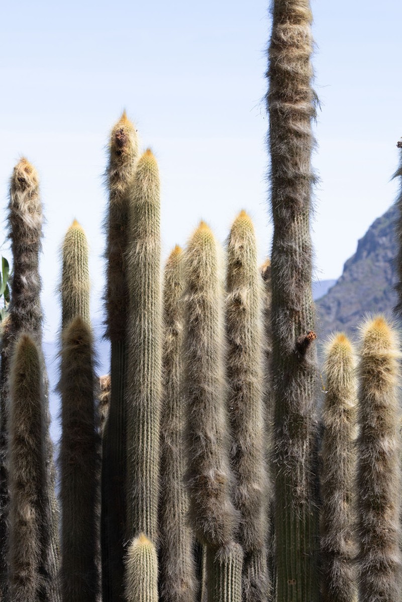 Weberbauerocereus albus photo 2