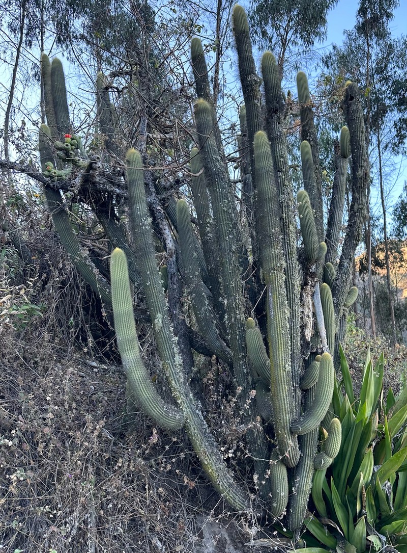 Weberbauerocereus albus photo 4