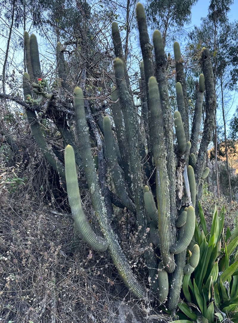 Weberbauerocereus albus photo 5