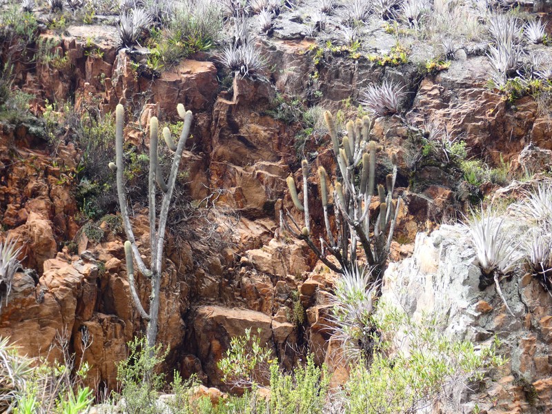 Weberbauerocereus albus photo 6