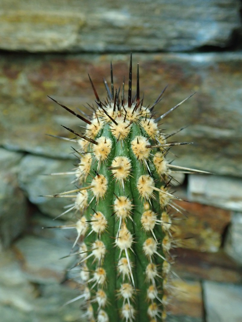 Weberbauerocereus cephalomacrostibas