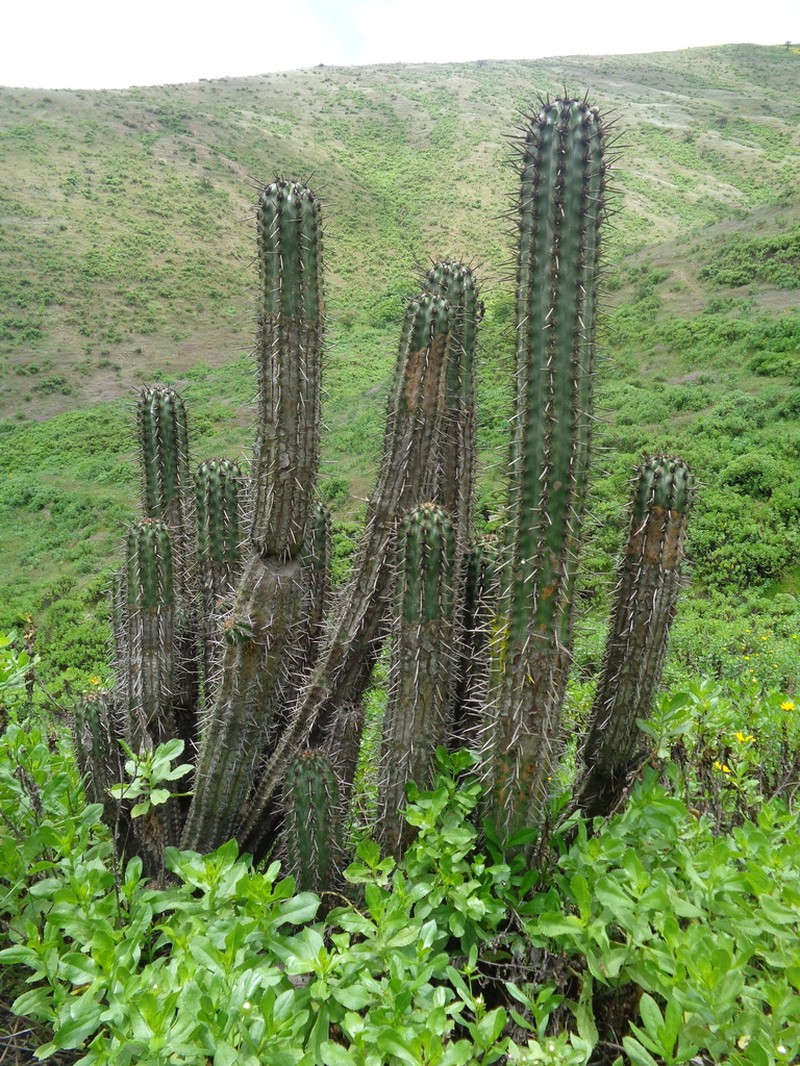 Weberbauerocereus cephalomacrostibas photo 2
