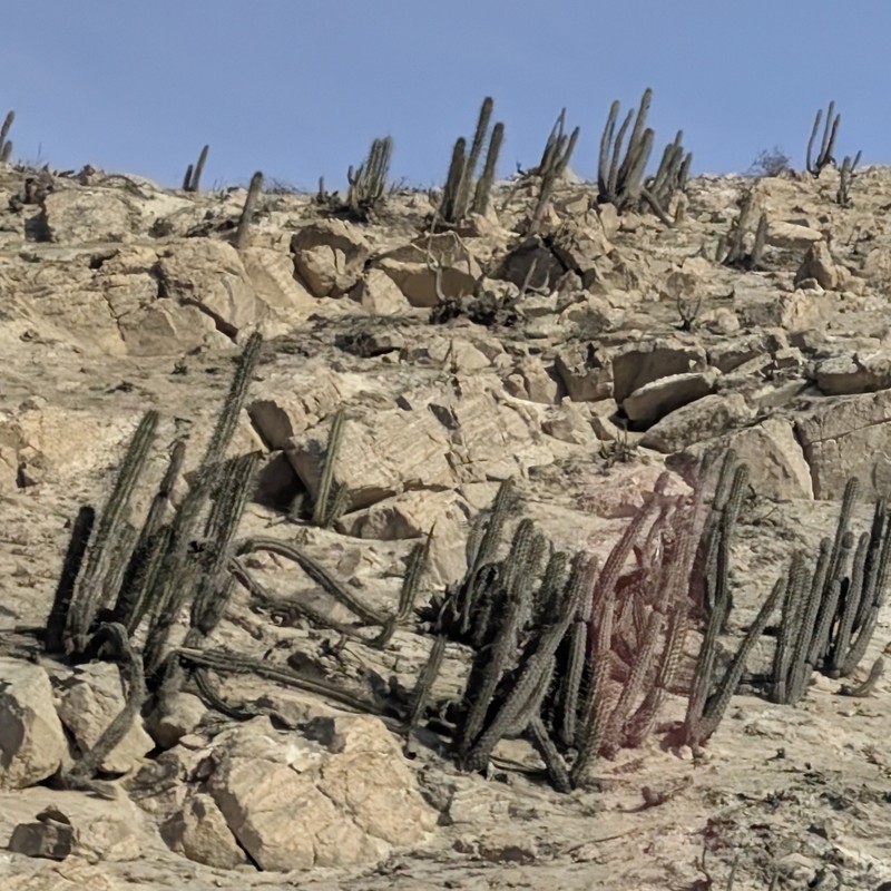 Weberbauerocereus cephalomacrostibas photo 3