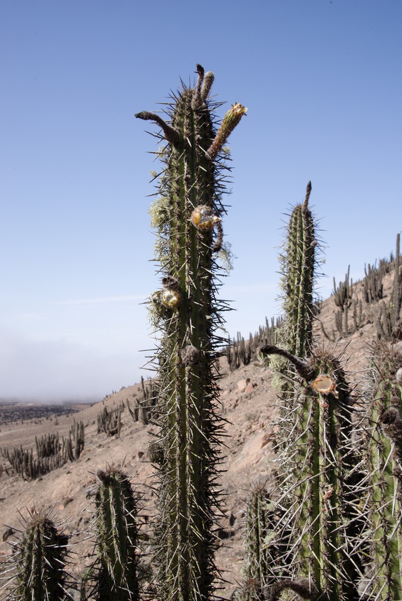 Weberbauerocereus cephalomacrostibas photo 4