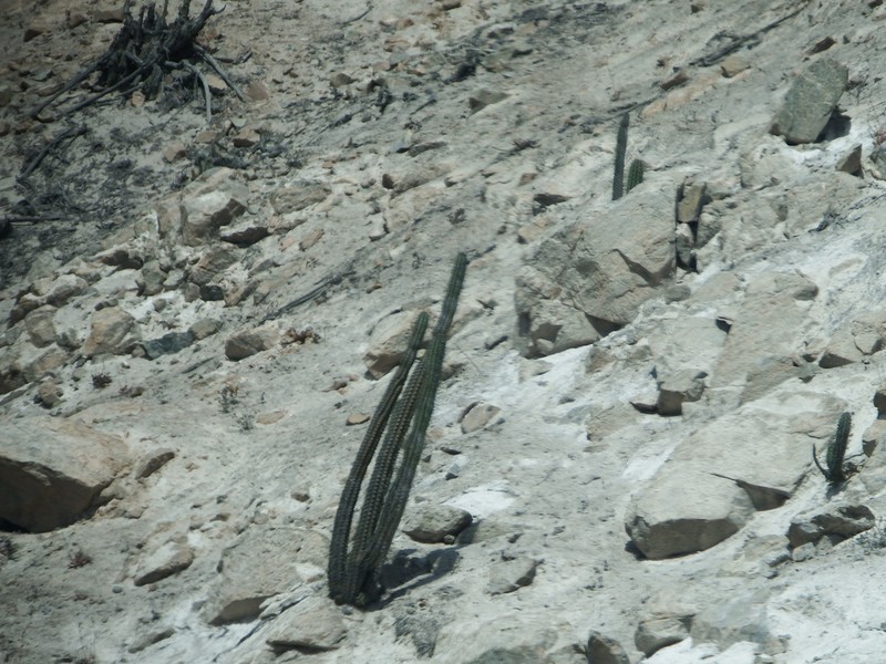 Weberbauerocereus cephalomacrostibas photo 5