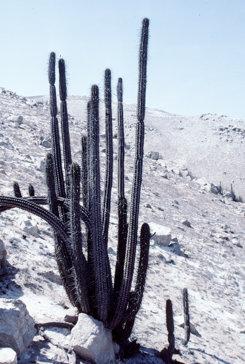 Weberbauerocereus cephalomacrostibas photo 6