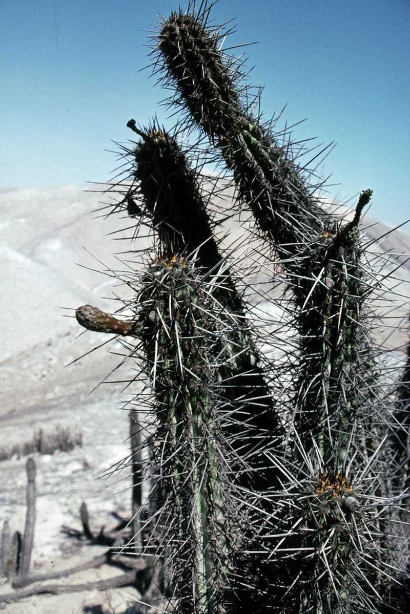 Weberbauerocereus cephalomacrostibas photo 7