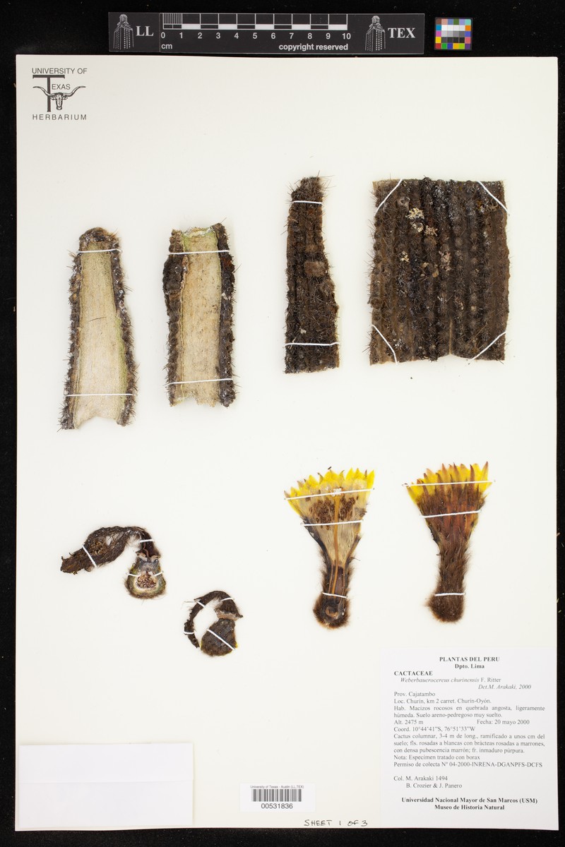 Weberbauerocereus churinensis