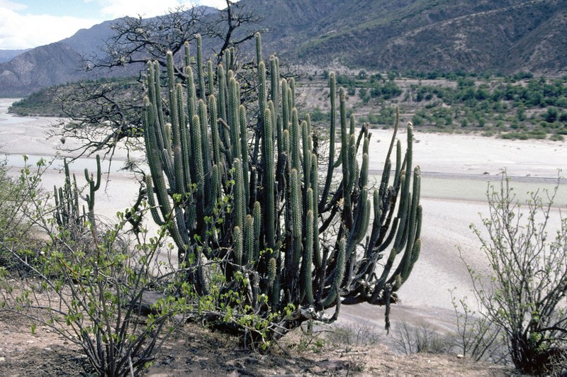 Weberbauerocereus cuzcoensis photo 2