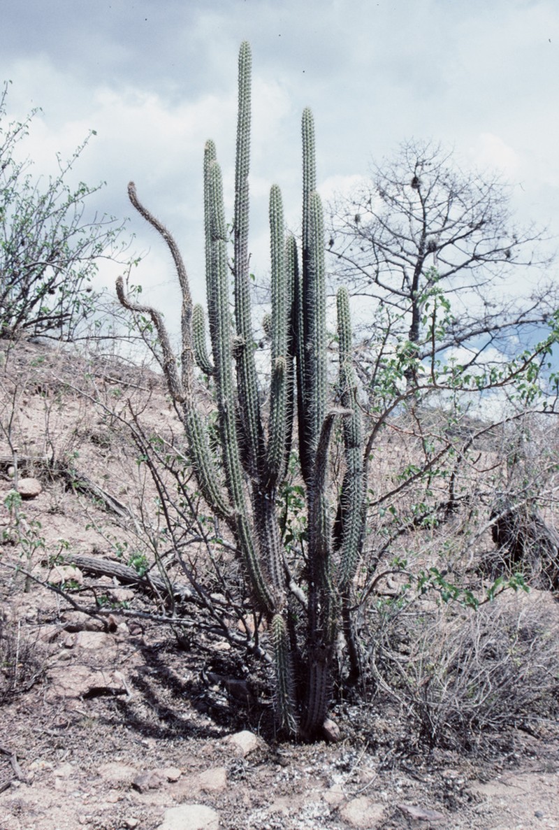 Weberbauerocereus cuzcoensis photo 3