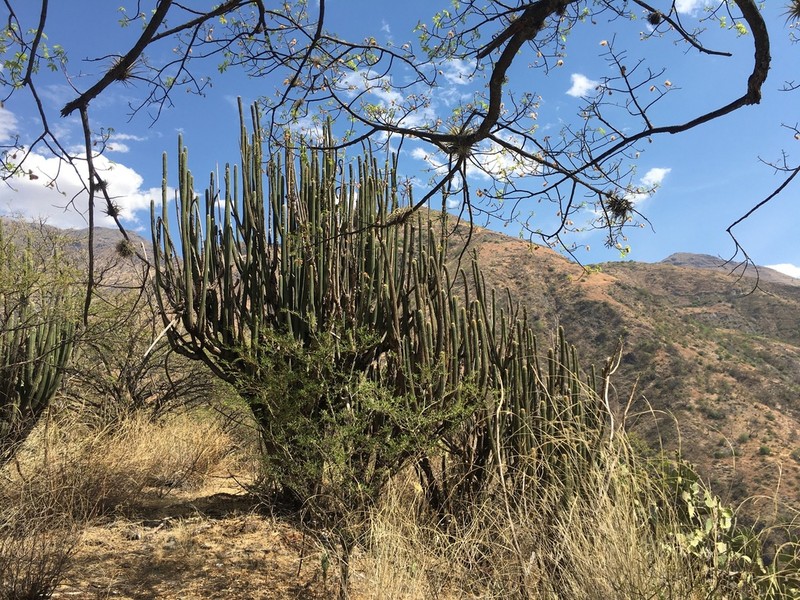 Weberbauerocereus cuzcoensis photo 4