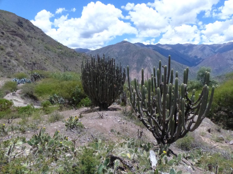 Weberbauerocereus cuzcoensis photo 5