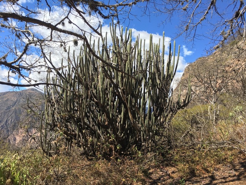 Weberbauerocereus cuzcoensis photo 6