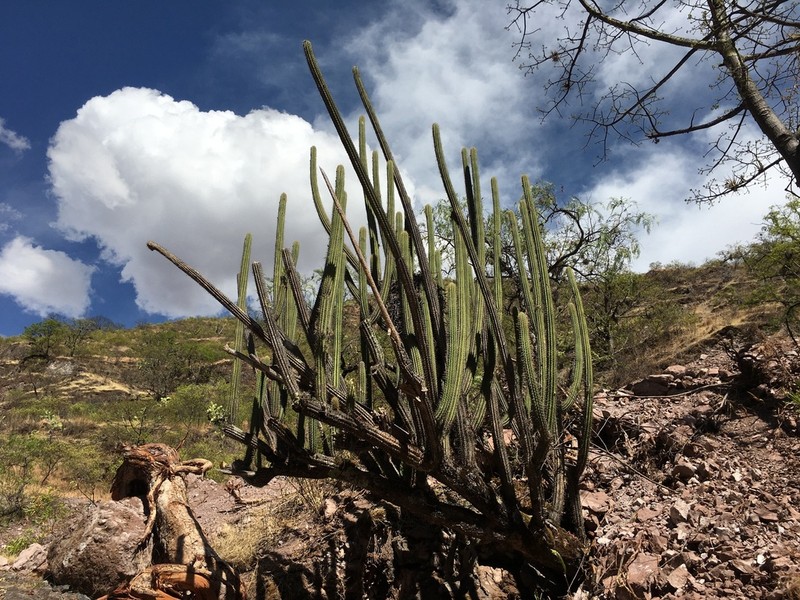 Weberbauerocereus cuzcoensis photo 7