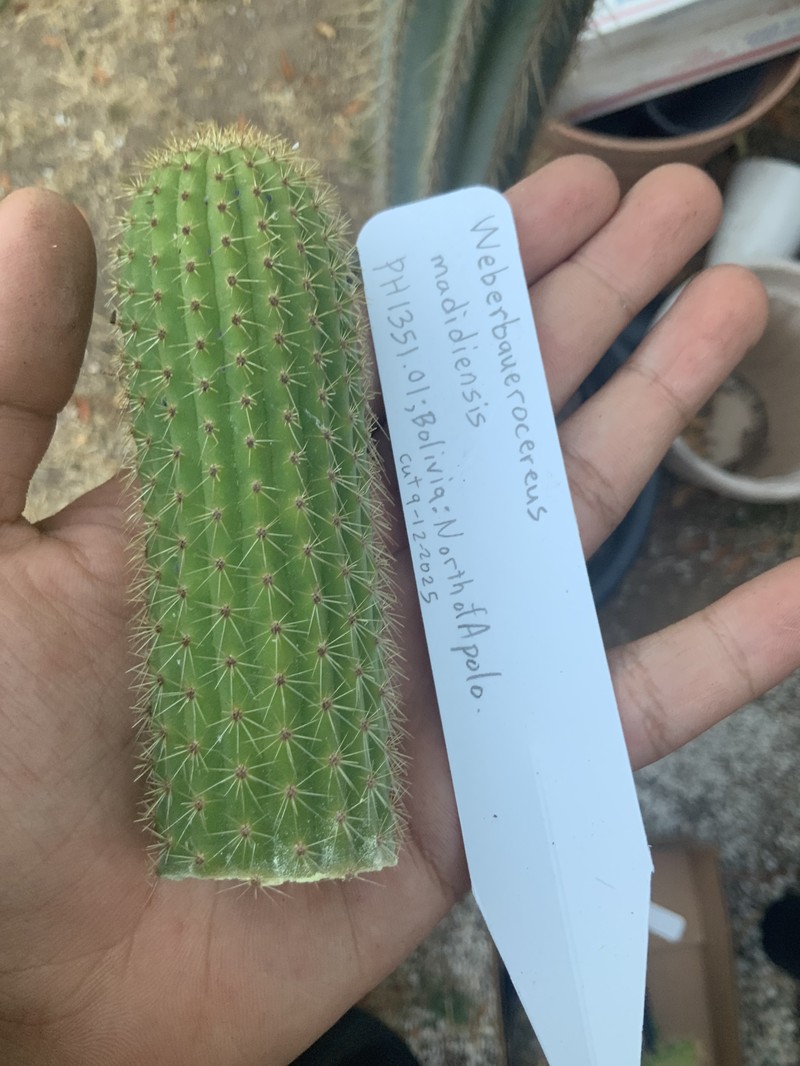 Weberbauerocereus madidiensis