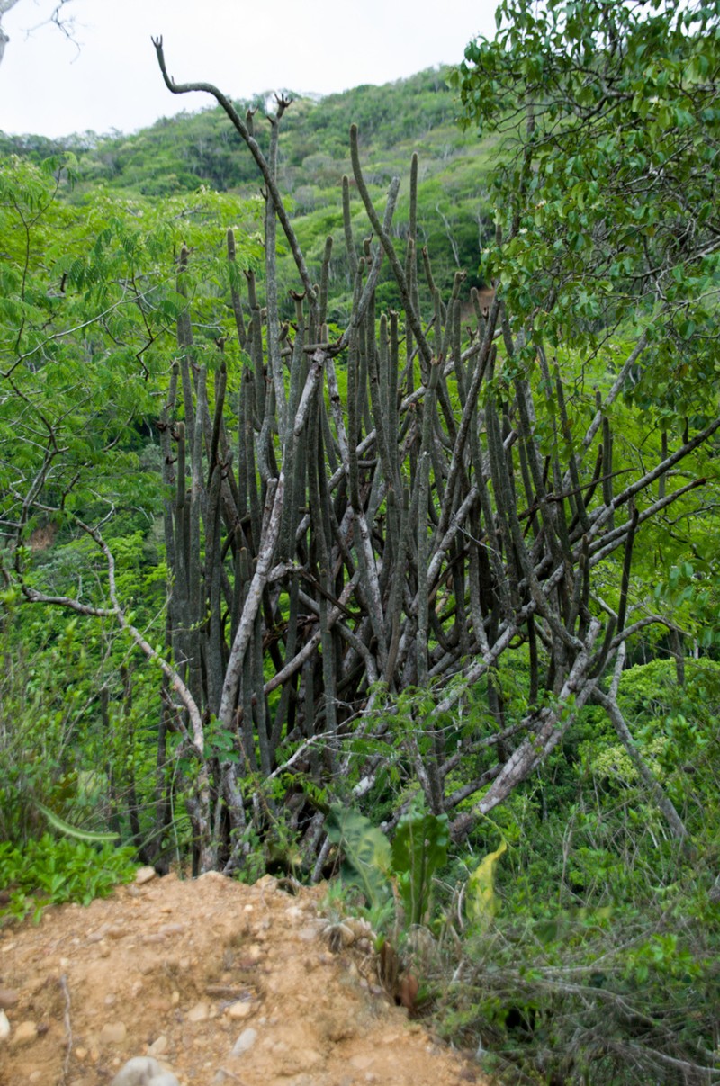 Weberbauerocereus madidiensis photo 3