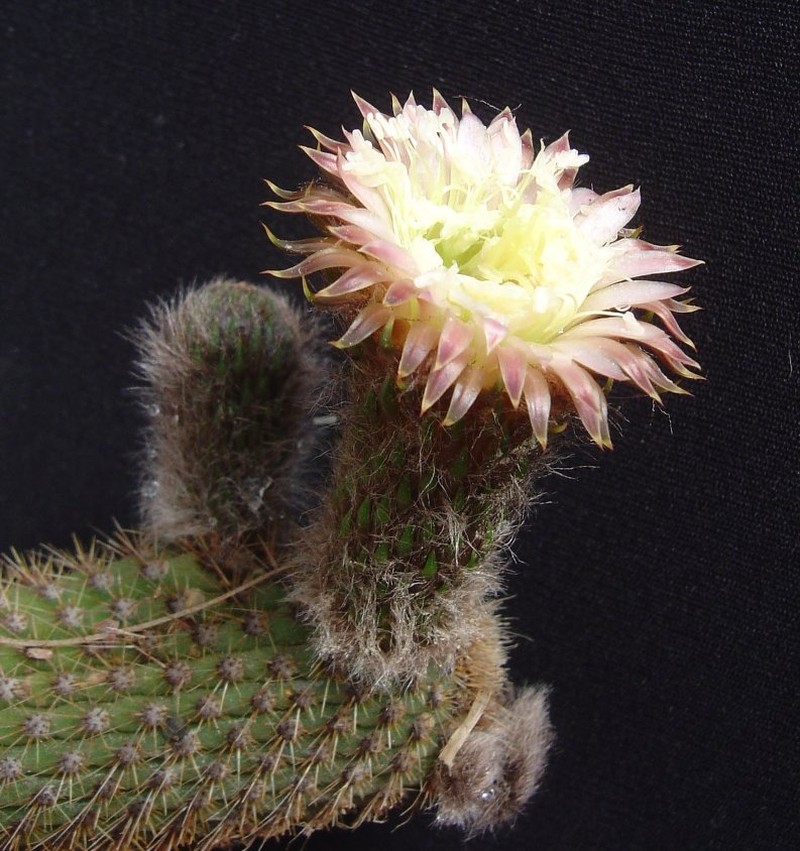 Weberbauerocereus madidiensis photo 4