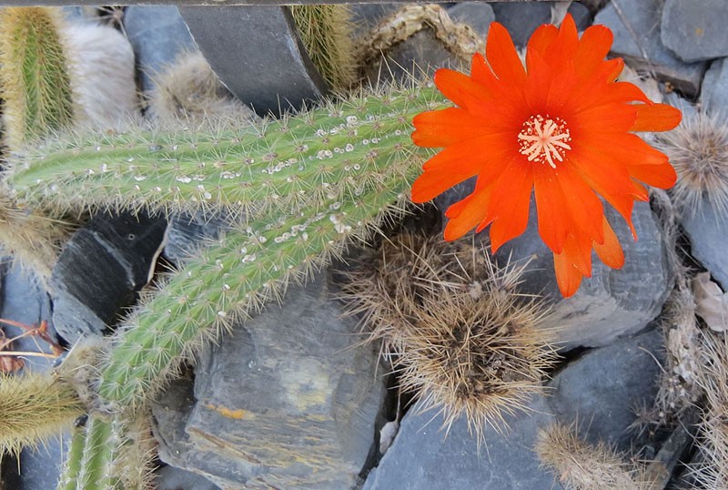 Weberbauerocereus rauhii