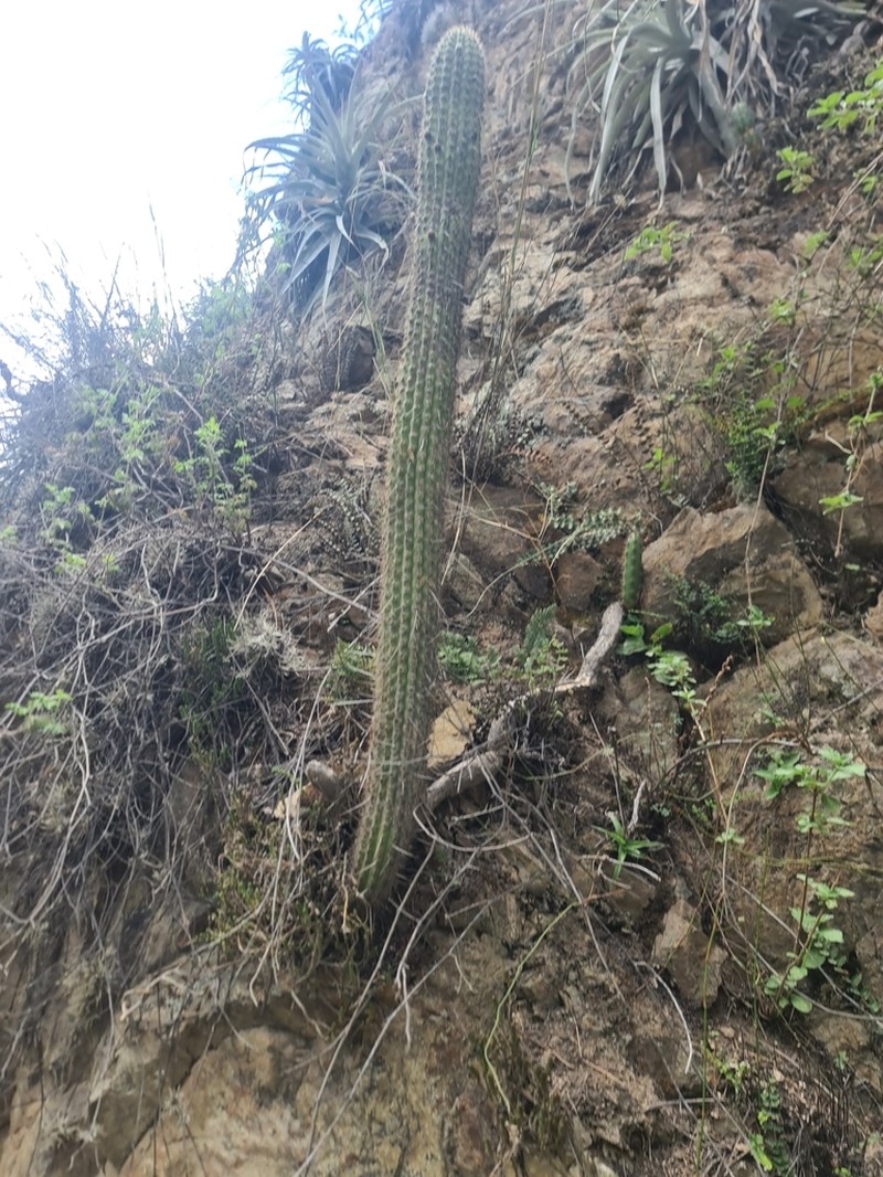 Weberbauerocereus rauhii photo 2