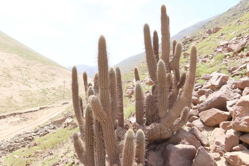 Weberbauerocereus rauhii photo 3