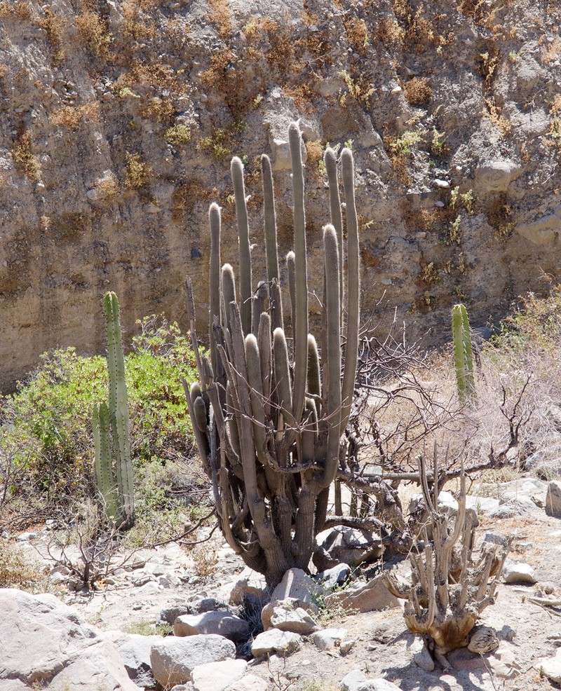 Weberbauerocereus rauhii photo 4