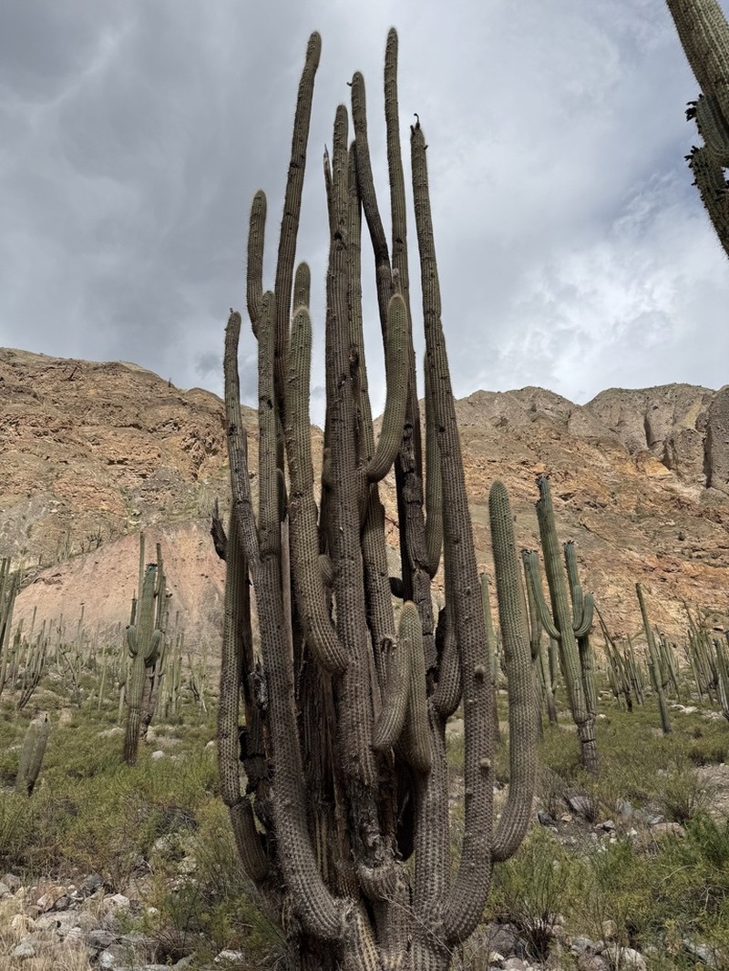 Weberbauerocereus rauhii photo 5