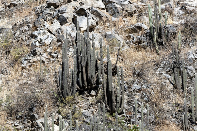 Weberbauerocereus rauhii photo 6
