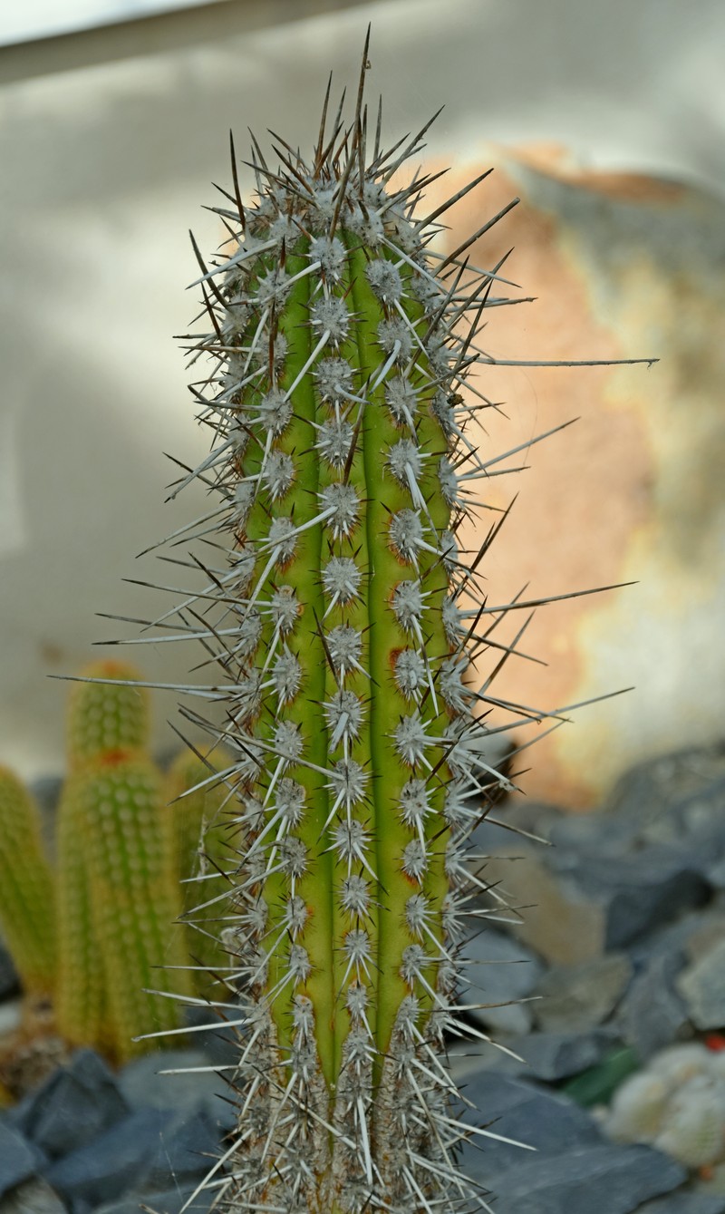 Weberbauerocereus weberbaueri