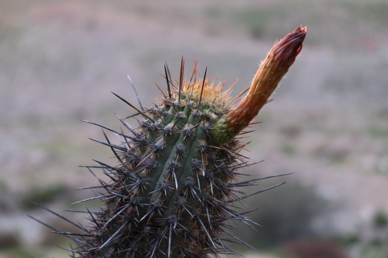 Weberbauerocereus weberbaueri photo 2